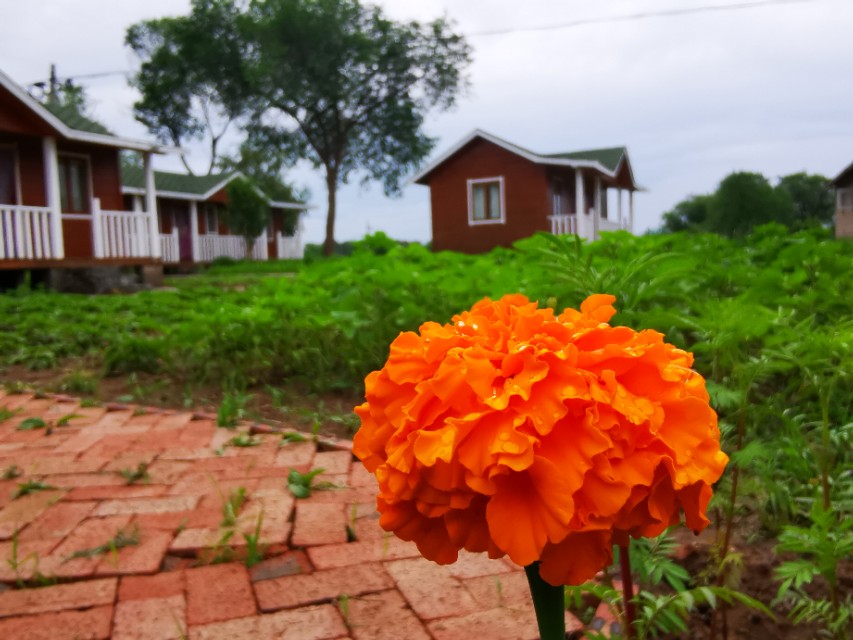 坝上草原沐野农庄,丰宁坝上草原花语云朵民宿