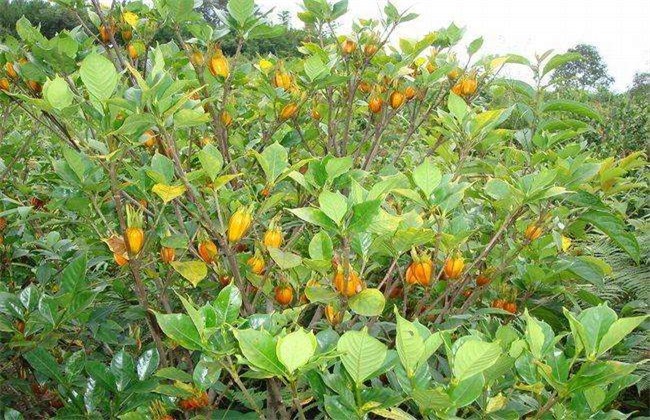 栀子花果实类型,栀子花果实是香料吗