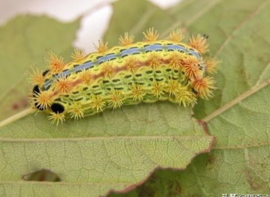 农村有种昆虫蛰人很疼，过去人见人怕，现在受喜欢了