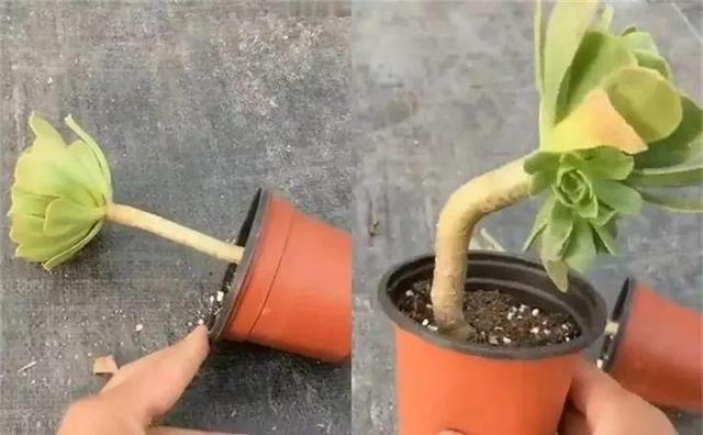 没躲过夏季多肉陡长,学习大神这样做,养成绝美老桩