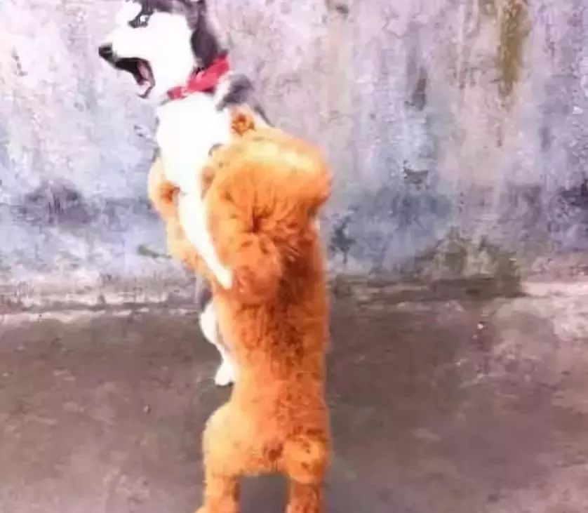 有些狗子玩着玩着就打架了,有些狗子表面上人畜无害吵起架来