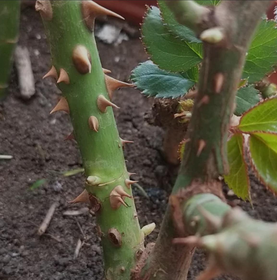 月季玫瑰蔷薇芍药牡丹的区别,玫瑰是月季和蔷薇的杂交