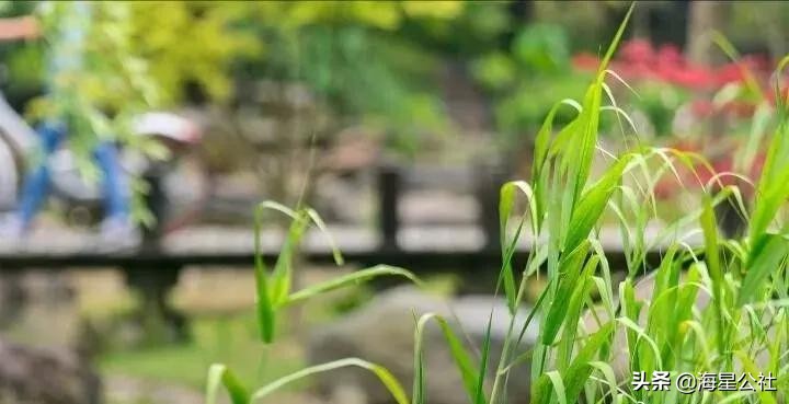 无锡十大免费公园排名榜最新,无锡晚上公园免费景点