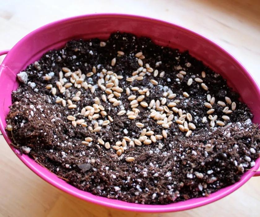 路边随便采野花,路边哪些草可以当猫草