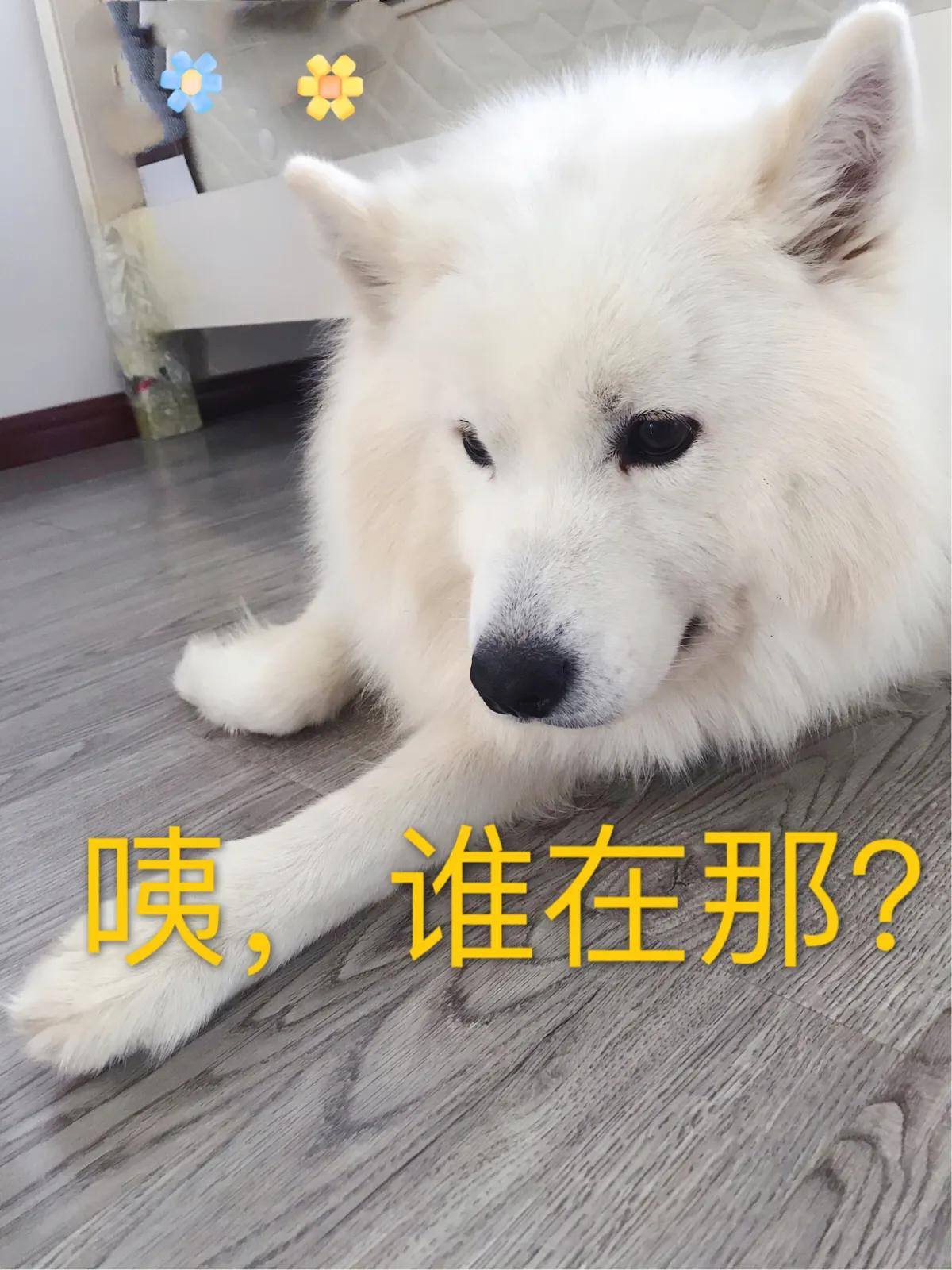 你想知道，如何正确对待狗狗发情期吗？