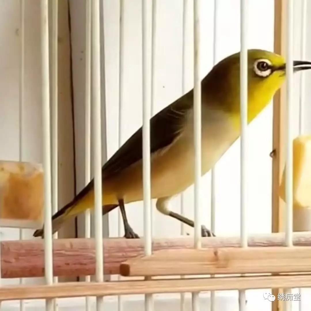 养绣眼技术大全,养绣眼的十大技巧