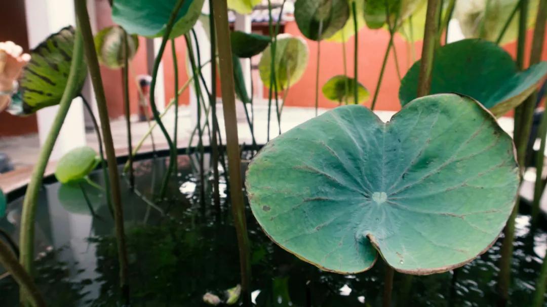 秋天的第一本书《爱如禅你如佛》情僧苏曼殊的红尘游历