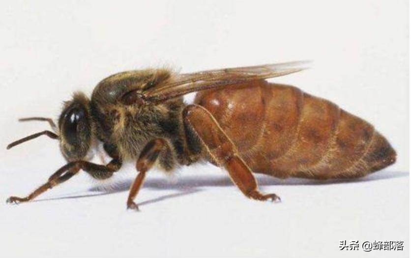 网上买只处女王，不断抓采集蜂来合并能养活吗？算一算就知道了