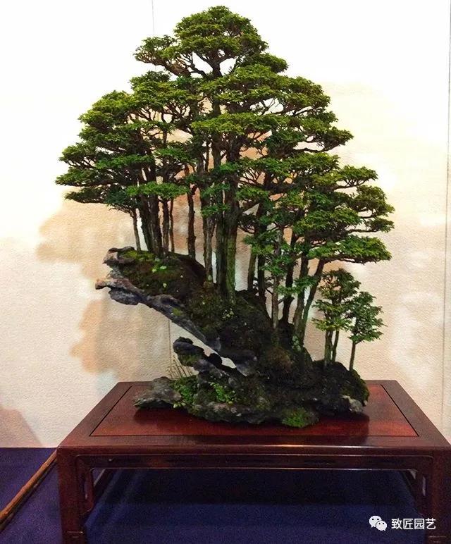 打算做盆景行业怎样入行,想做盆景生意怎么入手