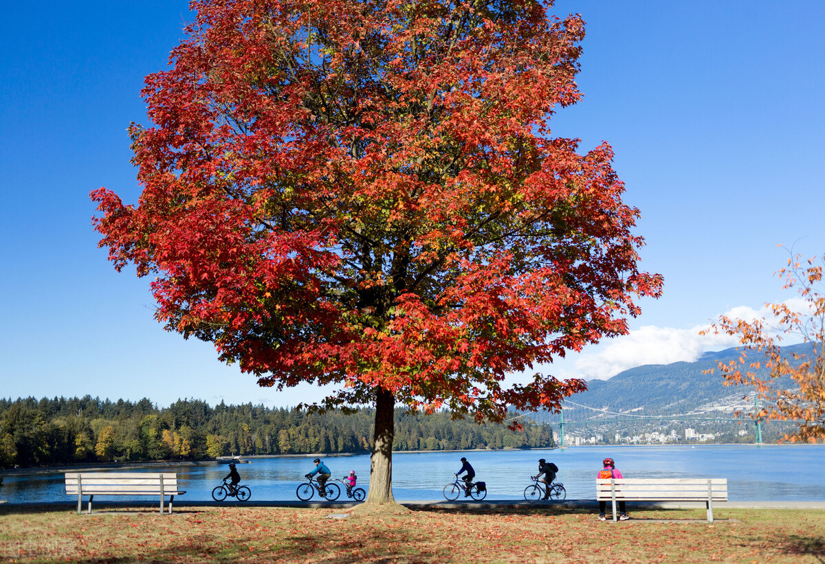 移民16年后的感受,移民16年感受