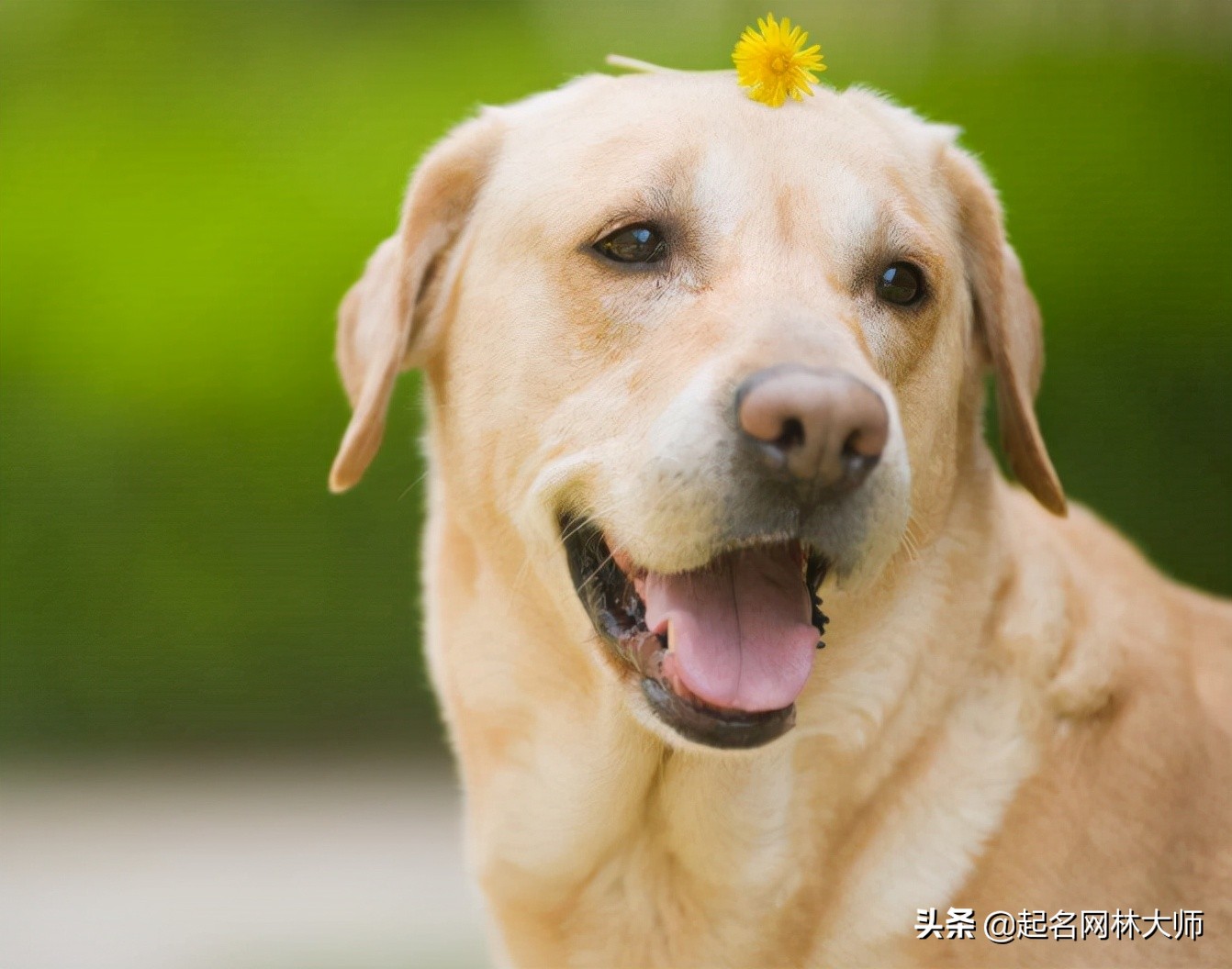 最有趣的狗狗名,时尚潮流狗狗的名