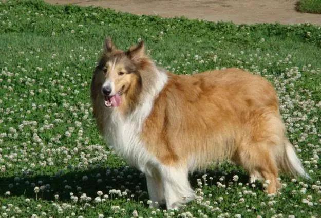 45种狗狗很难得一见你认识几种,45种最难得一见的狗