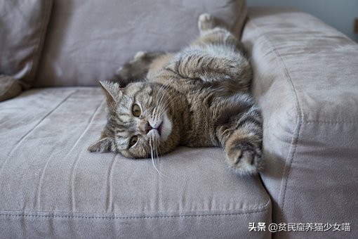 新手养猫指南铲屎官必看,铲屎官必须知道的养猫小技巧