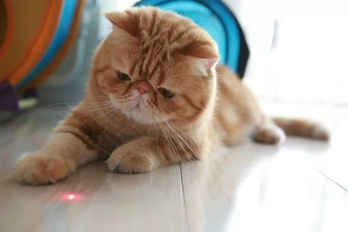 为什么猫咪喜欢抓光点,猫为什么喜欢抓激光笔