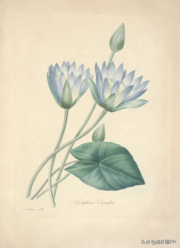 插画风简单的花手绘图片,唯美手绘田园插画图片大全