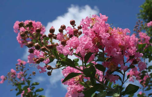 100种漂亮的夏花图片,30种夏花图片大全