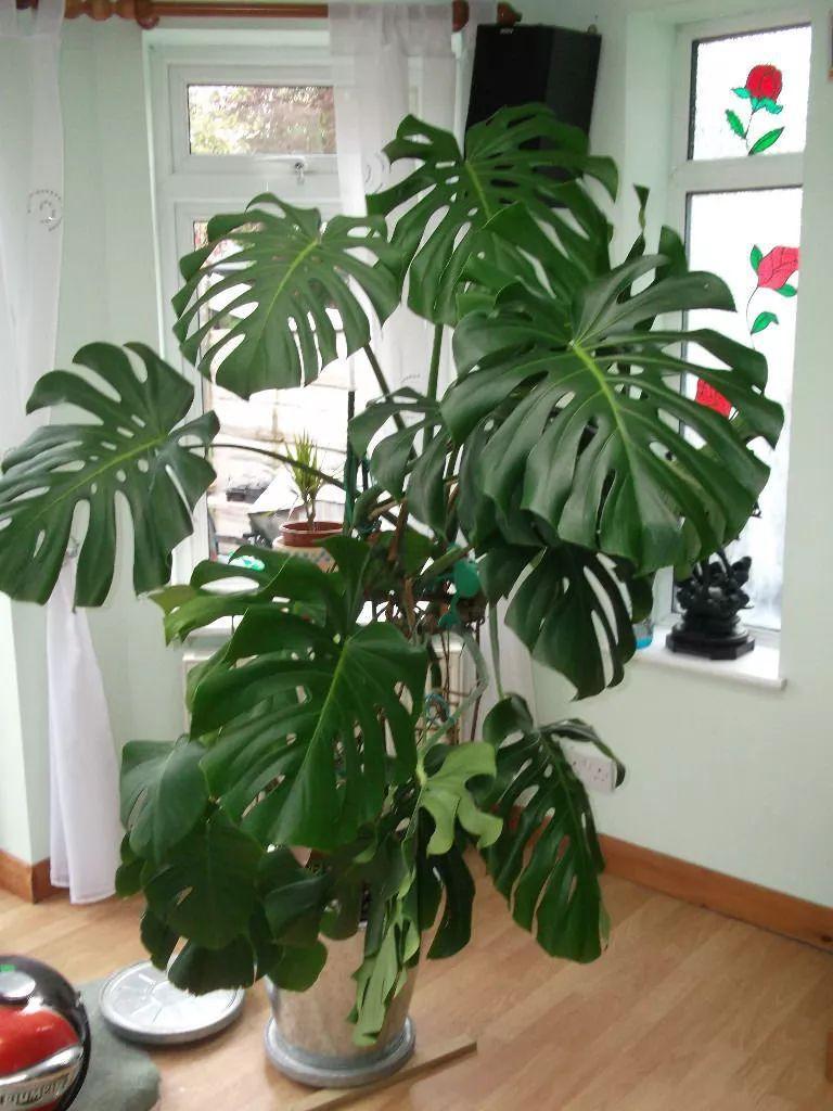 龟背竹黄叶子怎么办视频,龟背竹发黄怎么补救