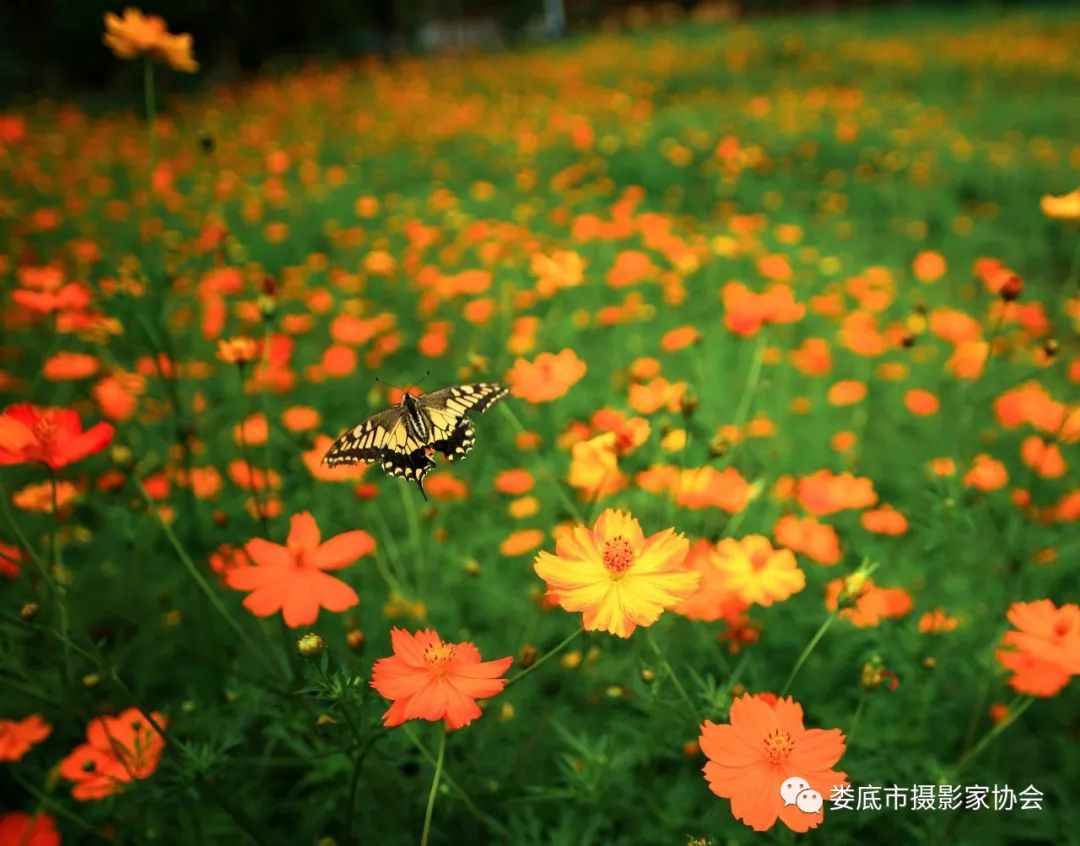 最新风景摄影小品欣赏,娄底景观小品