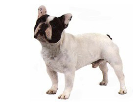 最受欢迎的四大宠物狗你养了吗,比较可爱乖巧的宠物狗有哪些