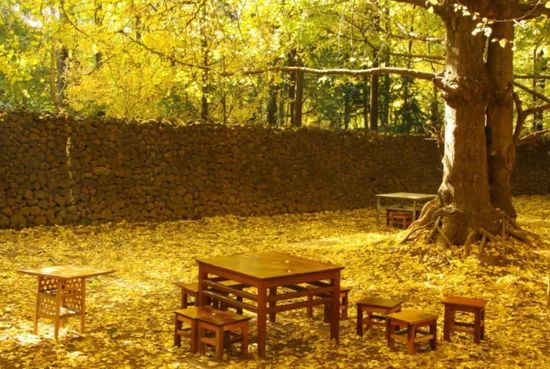 无花果树在庭院内种植有什么寓意,冷杉树长在庭院里风水上有说法吗