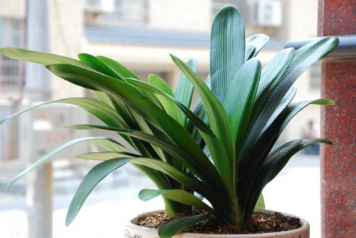 君子兰这样养叶片更油绿光亮,君子兰一年四季养殖方法和技巧