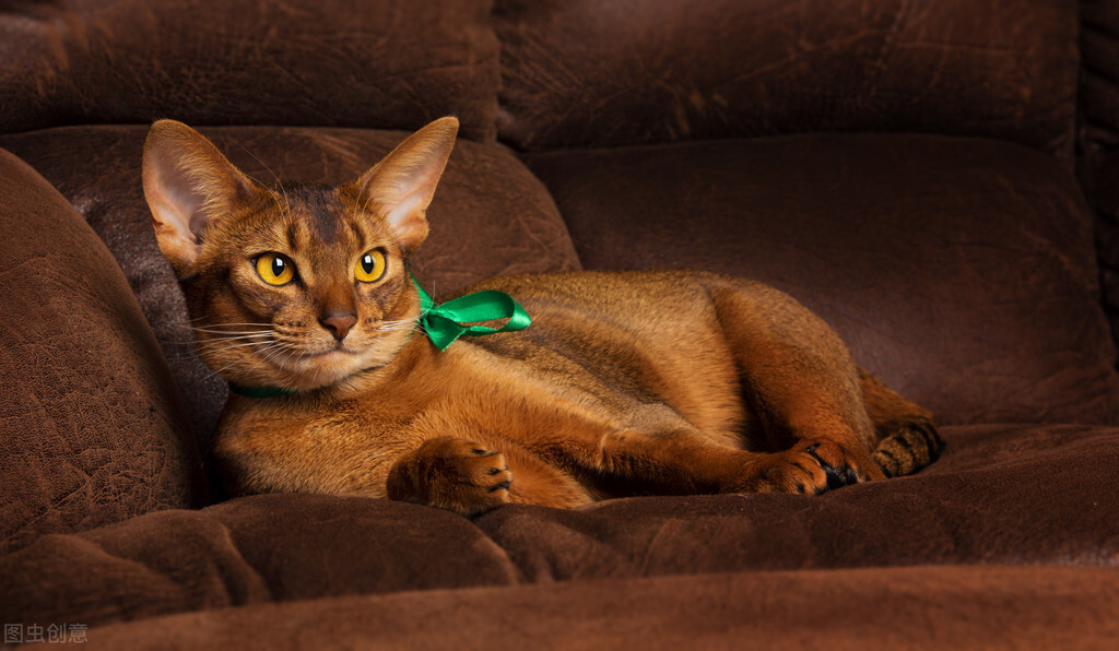 猫咪的驱虫药可以驱什么虫,铲屎官必备驱虫攻略