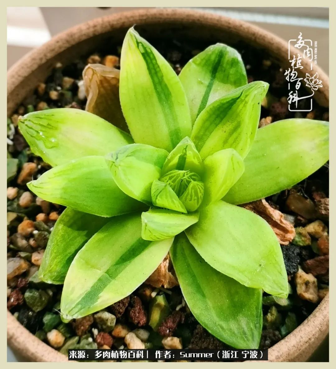 多肉小白新手入门,多肉新手上路请多指教