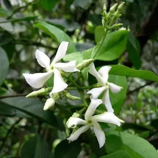 园林耐阴药大全,园林耐阴苗木套种花