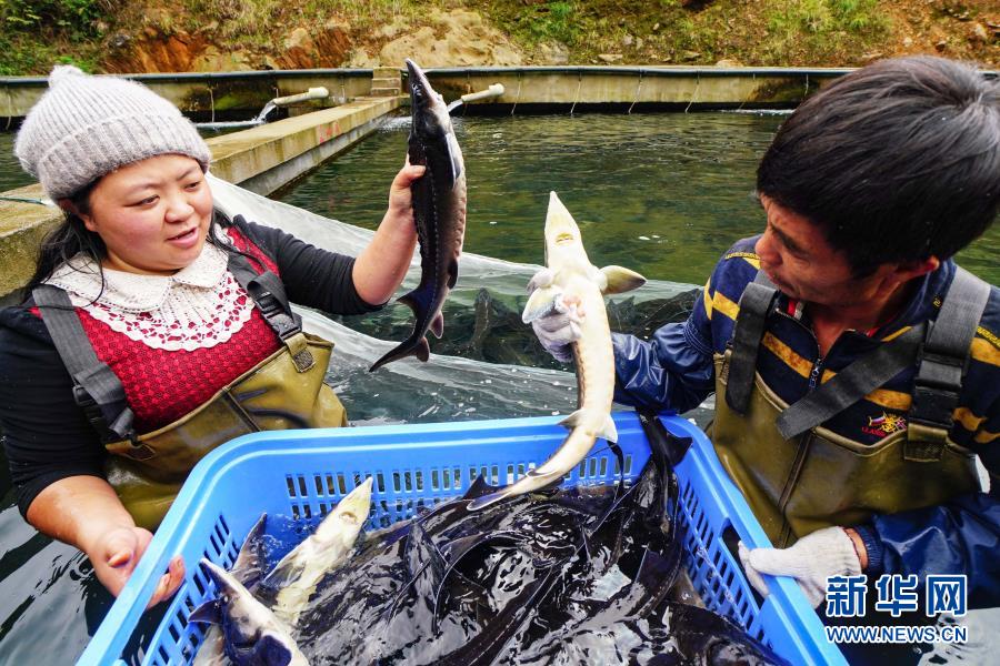 美人鱼白手起家,美人鱼创业