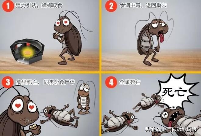 洗衣粉灭蟑螂后蟑螂都去了哪里,蟑螂怎么正确消灭最彻底用洗衣粉