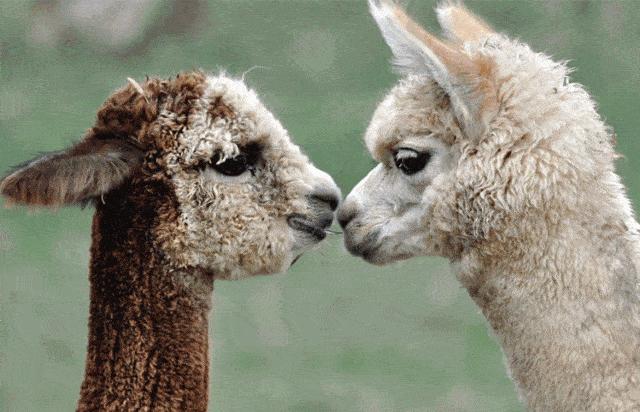 神兽羊驼吐口水,网络神兽羊驼一言不合吐口水