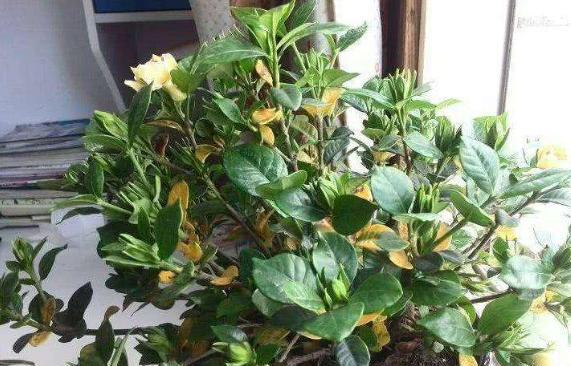 详解栀子花黄叶补救小妙招,栀子花黄叶正确处理