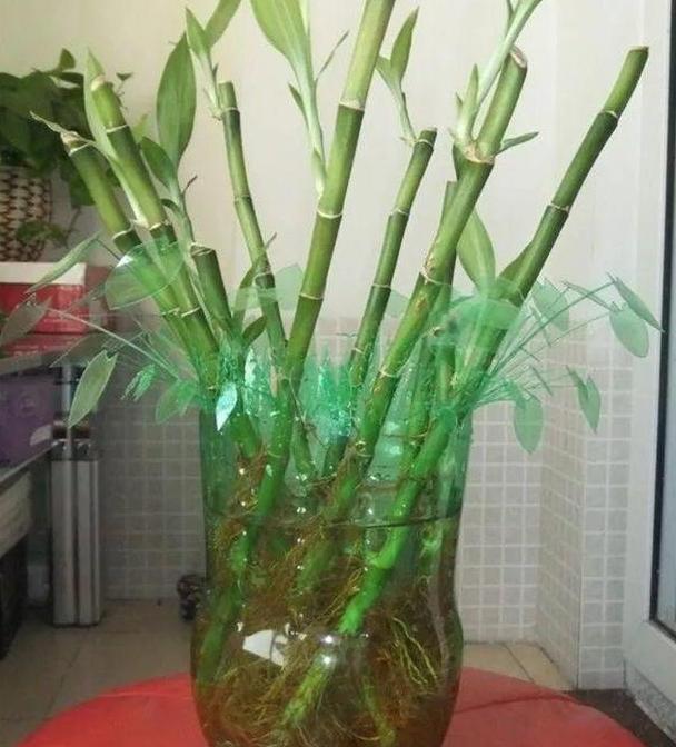 塑料瓶花盆简单又好看的制作方法,塑料瓶怎么剪花盆