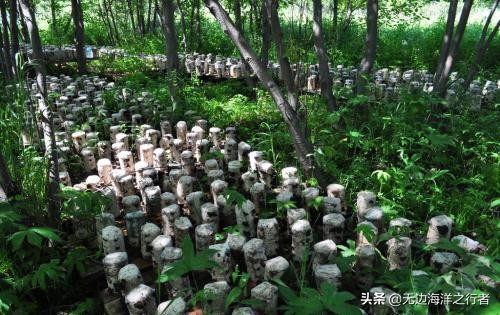 2022年3月1日黑木耳批发价格行情,黑木耳惠农网的批发价多少