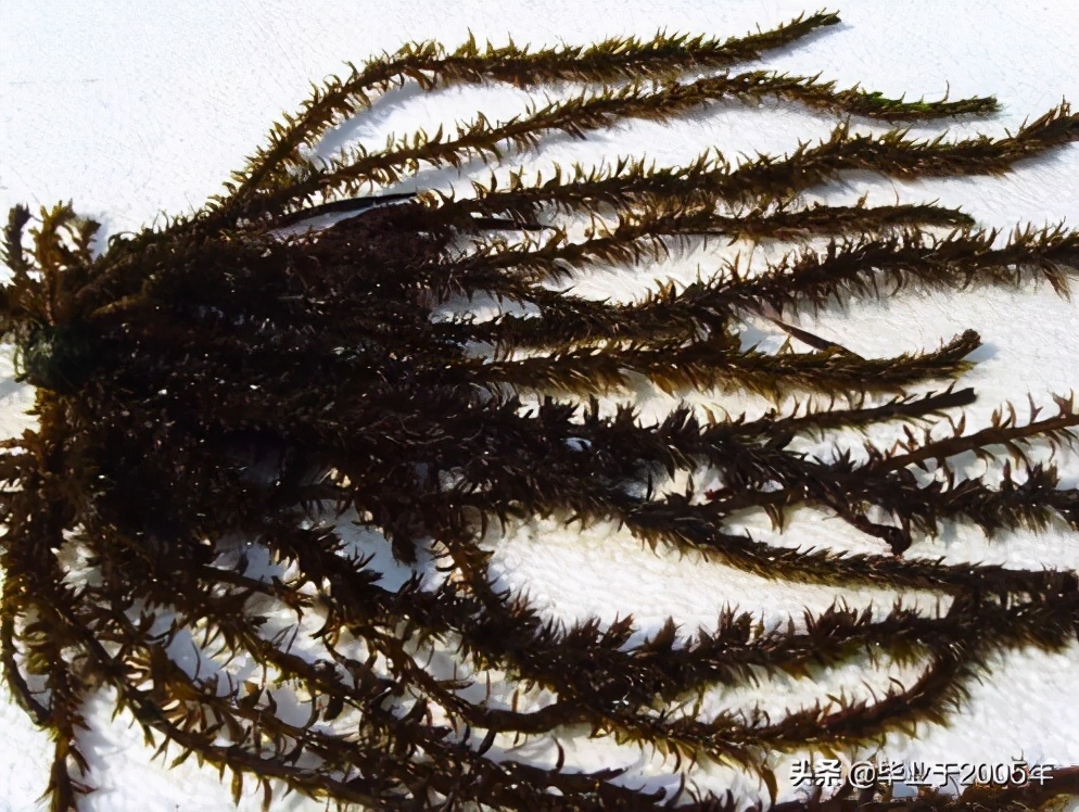 从客观角度说说海参,客观的角度说一说海参