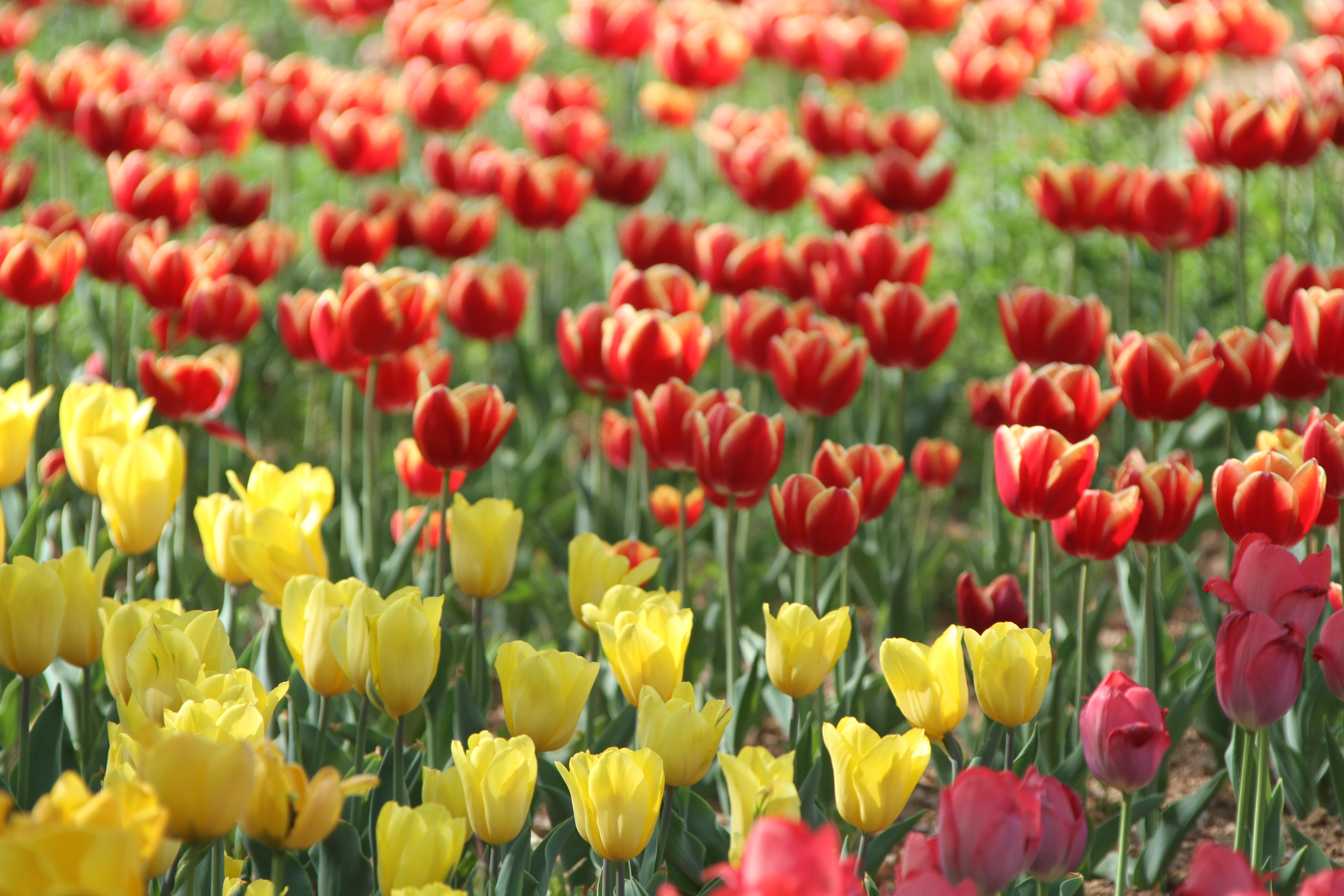 郁金香最美荷兰,郁金香微笑花