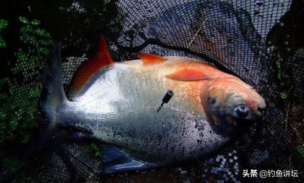 食人鱼怎么钓效果最好,钓食人鱼最佳方法是什么