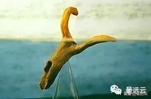 天山南北水怪谜团,水怪真实存在的未解之谜