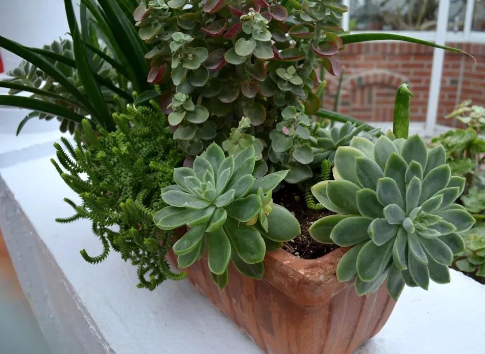 盆栽植物僵苗怎么了,养的植物总是僵苗