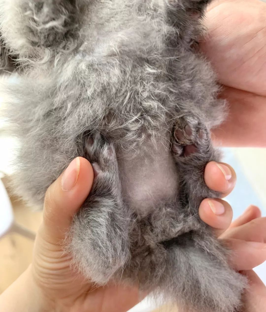 猫咪畸形断腿怎么安乐死,畸形的新生猫咪如何安乐死