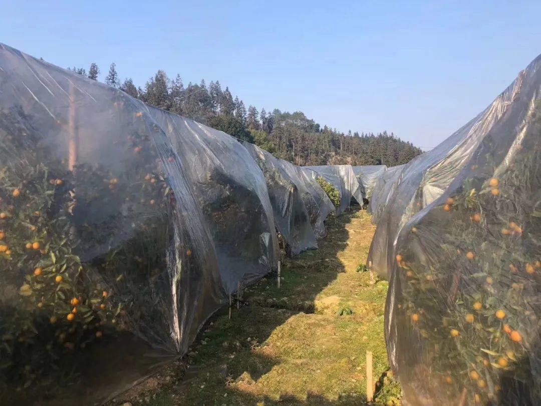 冰糖心金桔独立包装,冰糖心阿克苏苹果顺丰包邮