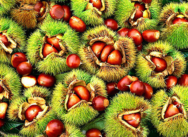 板栗喜欢干旱还是潮湿,板栗生虫子像蛆是怎么回事