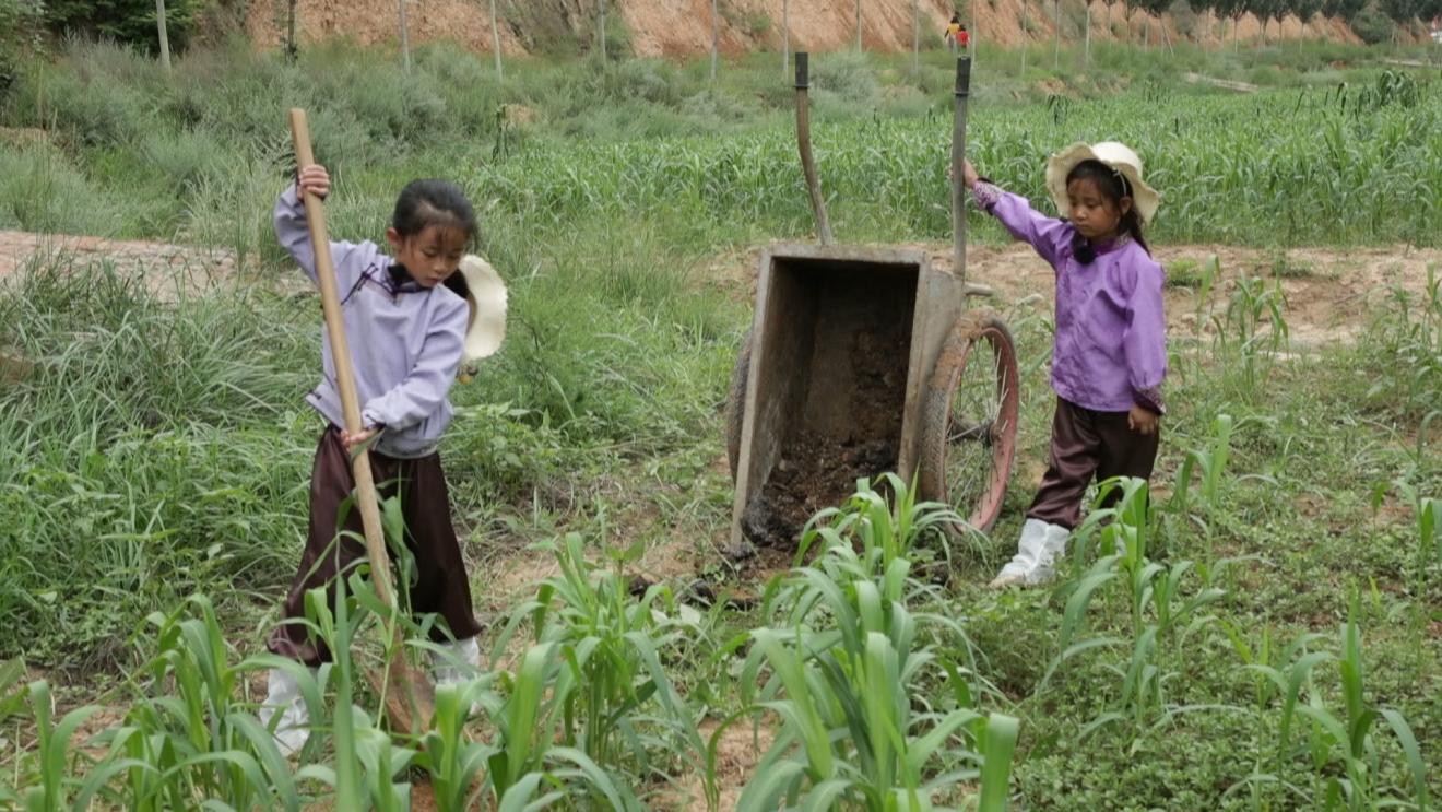 澳牧总是扑人,澳牧小时候吃什么