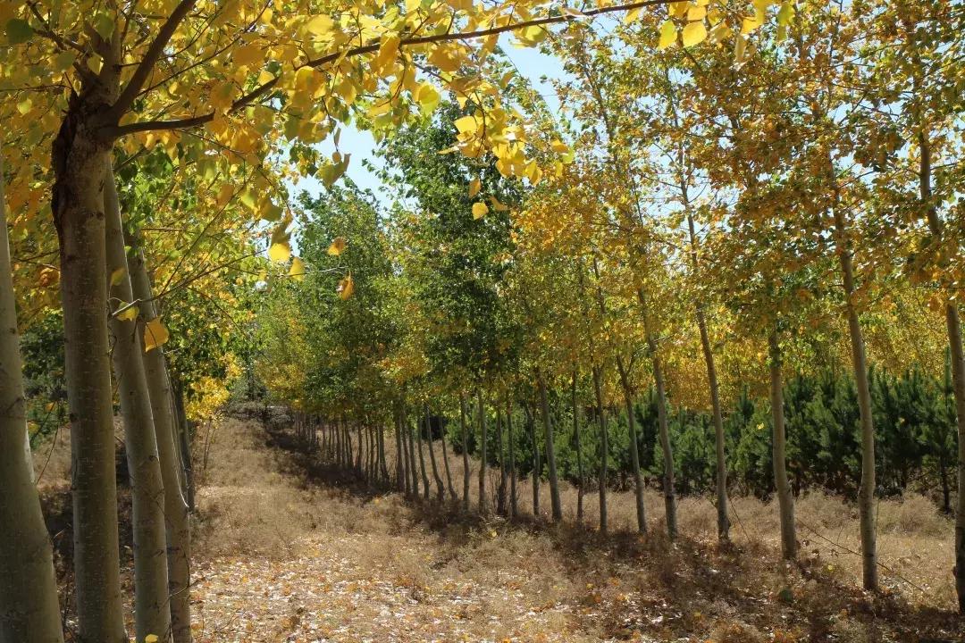 seeds丨走，去中国北疆种一棵圣诞树！