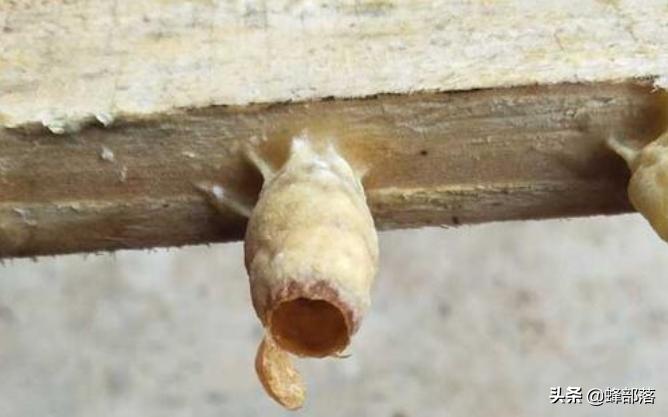 蜂群不产雄蜂起王台是什么情况,失王群工蜂争相产卵为何介入蜂王