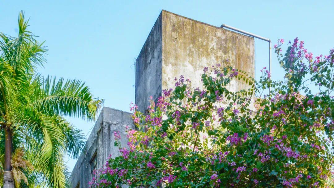 上海梅林有多厉害,上梅林有什么好处