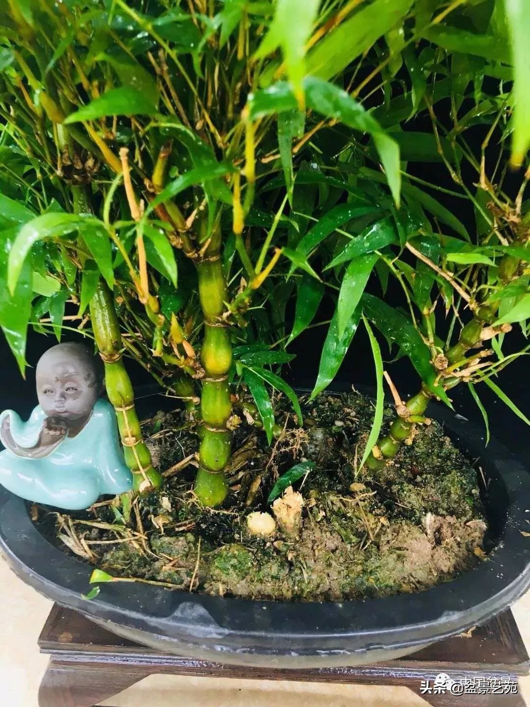 北方耐寒矮化竹子,竹子矮化的最佳方法