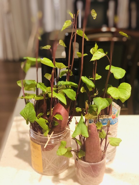 家里红薯发芽了运气好吗,家里的红薯发芽了