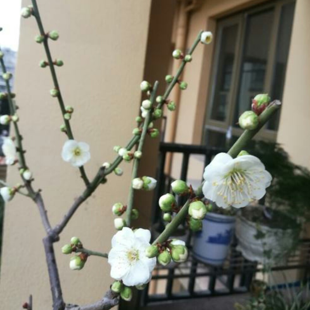 中国古诗词歌赋大全,中华古诗词15首