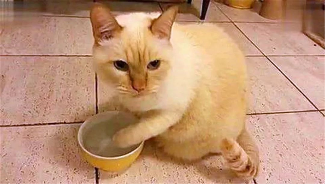 猫咪不爱喝水用什么办法解决,主人担心猫咪太胖不健康